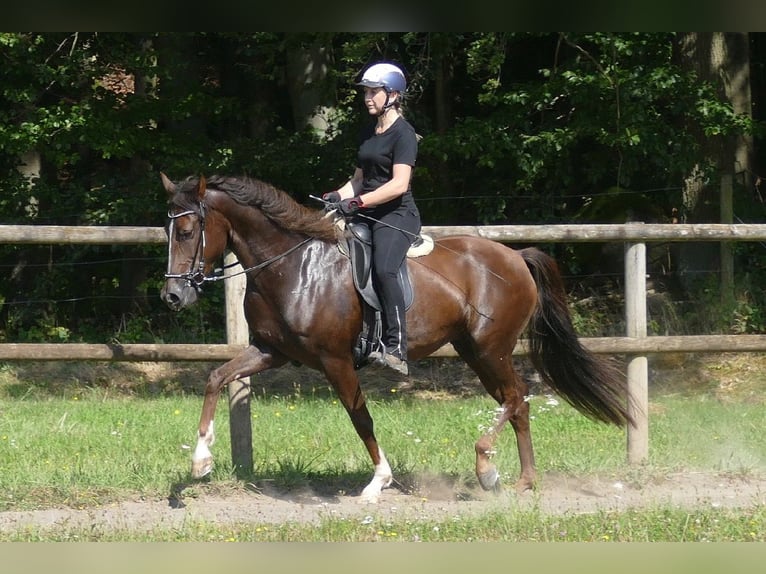 Mangalarga Giumenta 7 Anni 152 cm Sauro scuro in Rimbach