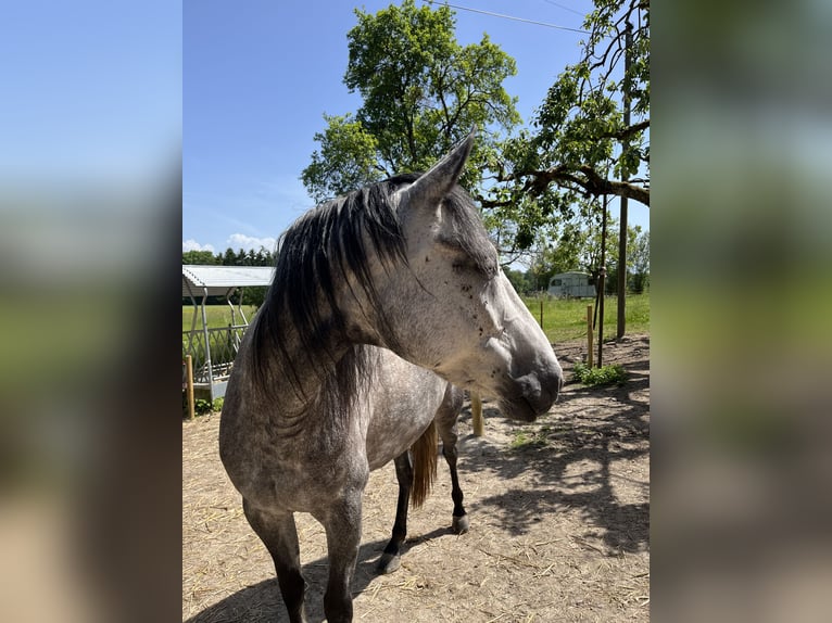 Mangalarga Giumenta 8 Anni 149 cm Grigio trotinato in Belmont sur Yverdon