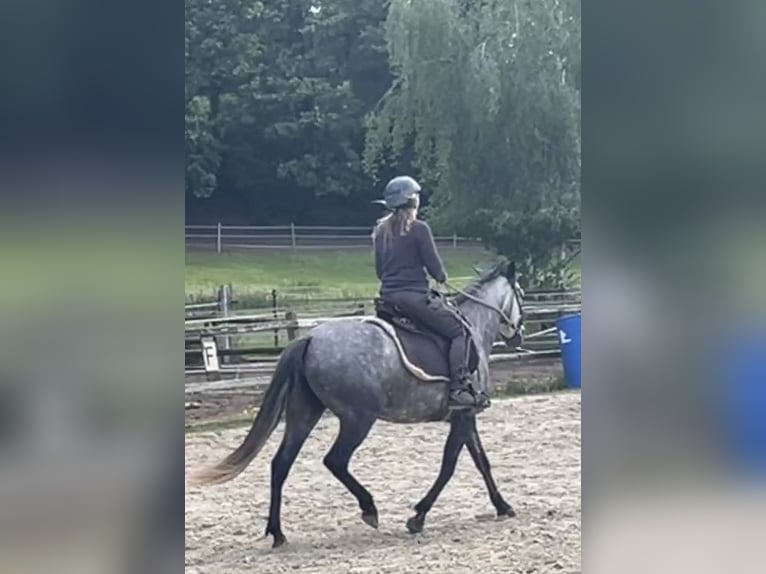 Mangalarga Giumenta 8 Anni 149 cm Grigio trotinato in Belmont-sur-Yverdon