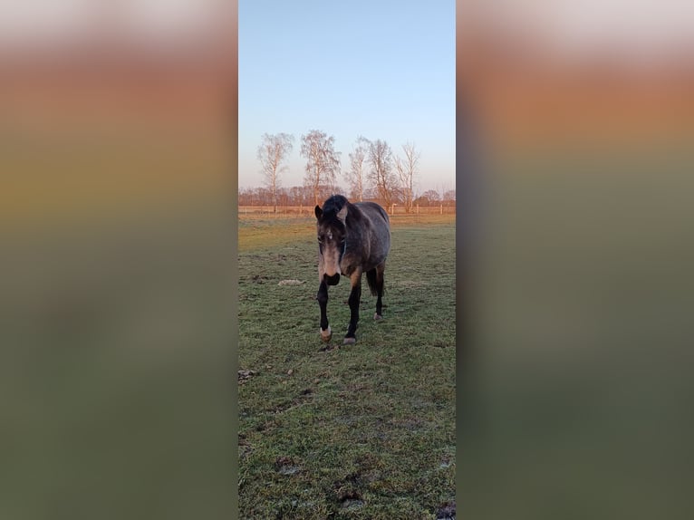 Mangalarga Giumenta 8 Anni 149 cm Pelle di daino in Gram