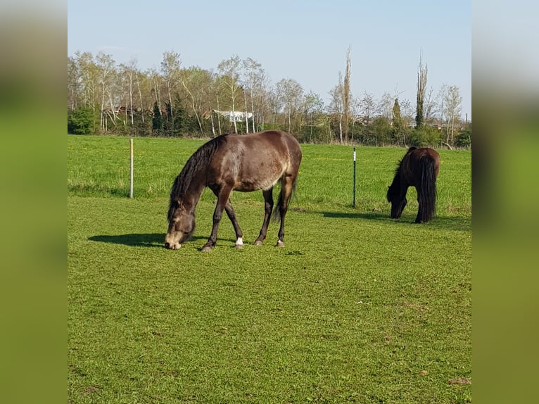 Mangalarga Giumenta 8 Anni 149 cm Pelle di daino in Gram