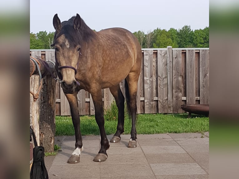 Mangalarga Giumenta 8 Anni 149 cm Pelle di daino in Gram