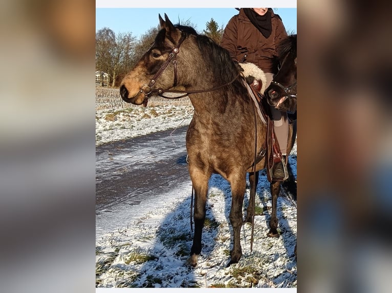 Mangalarga Giumenta 8 Anni 149 cm Pelle di daino in Gram