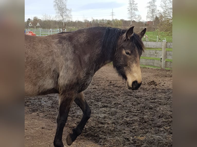 Mangalarga Giumenta 8 Anni 149 cm Pelle di daino in Gram