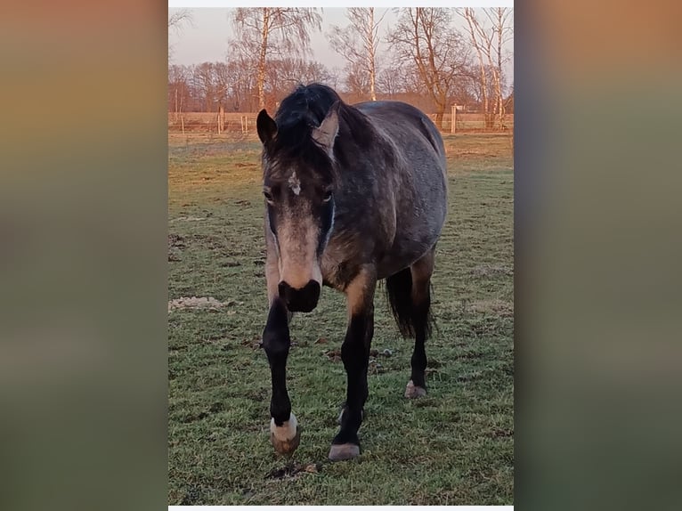 Mangalarga Giumenta 8 Anni 149 cm Pelle di daino in Gram