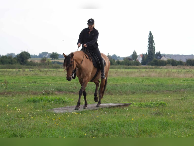 Mangalarga Giumenta 8 Anni 150 cm Falbo in Ribbesbüttel