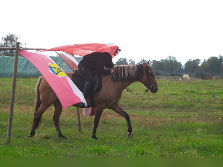 Mangalarga Giumenta 8 Anni 150 cm Falbo in Ribbesbüttel