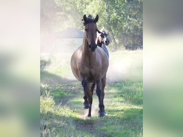 Mangalarga Giumenta 8 Anni 150 cm Falbo in Ribbesbüttel