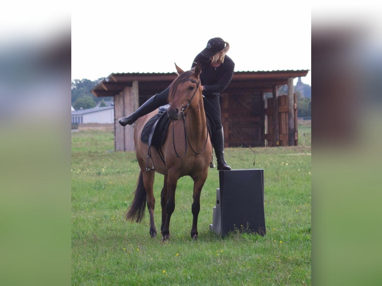 Mangalarga Giumenta 8 Anni 150 cm Falbo in Ribbesbüttel