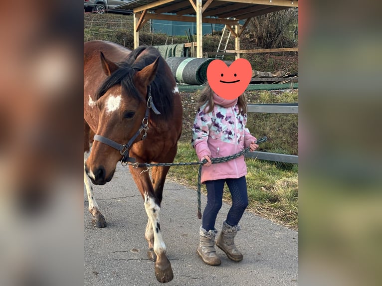 Mangalarga Giumenta 9 Anni 140 cm Pezzato in Mossautal