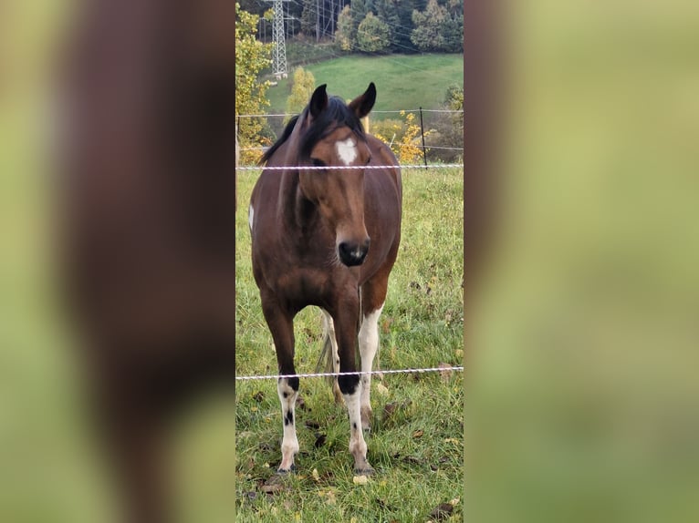 Mangalarga Giumenta 9 Anni 140 cm Pezzato in Mossautal