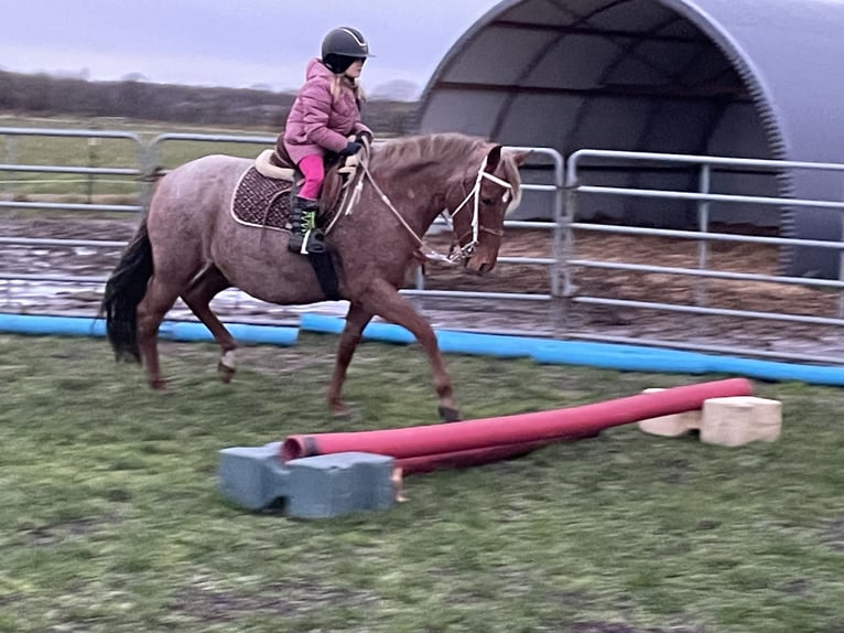 Mangalarga Giumenta 9 Anni 149 cm Roano rosso in Skærbæk