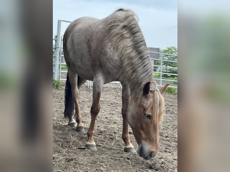 Mangalarga Giumenta 9 Anni 149 cm Roano rosso in Skærbæk