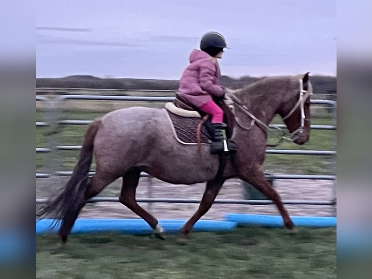 Mangalarga Giumenta 9 Anni 149 cm Roano rosso in Skærbæk