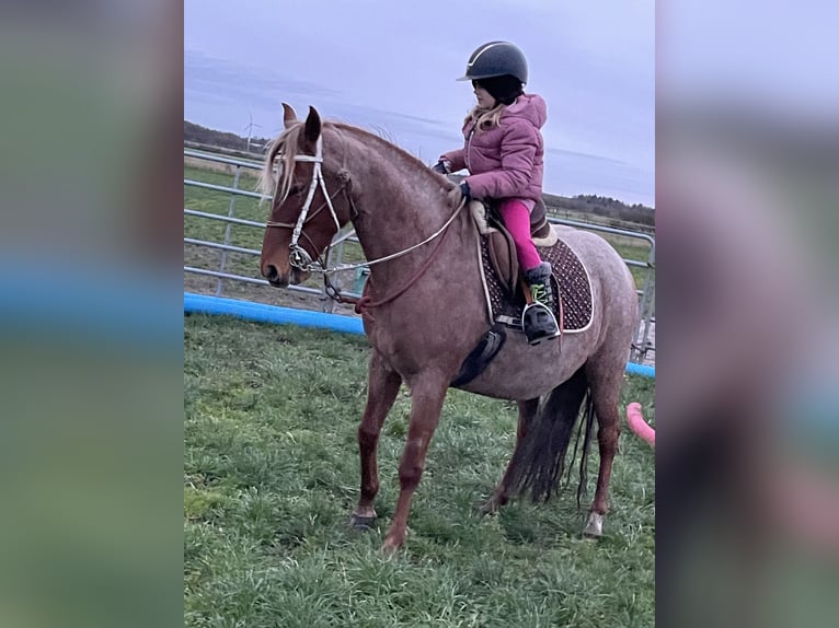 Mangalarga Giumenta 9 Anni 149 cm Roano rosso in Skærbæk