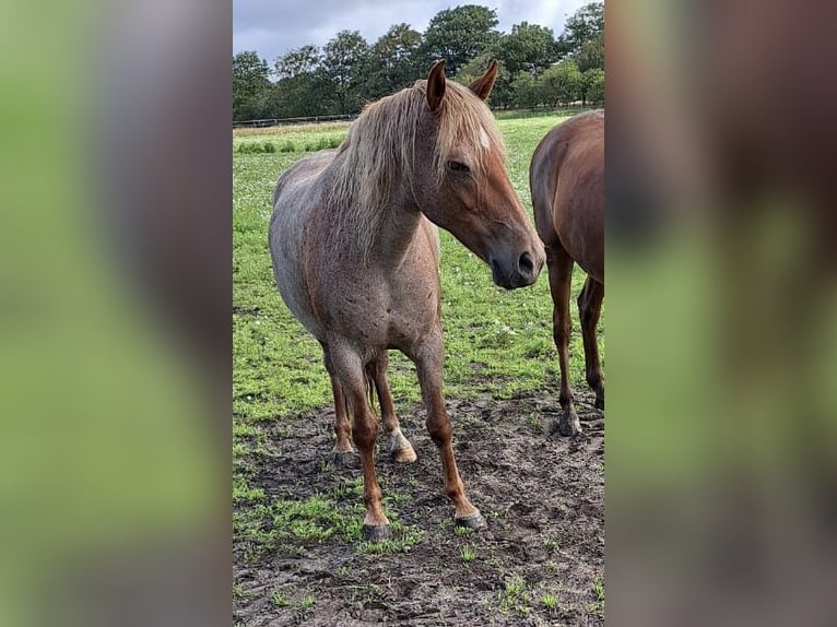 Mangalarga Giumenta 9 Anni 149 cm Roano rosso in Skærbæk