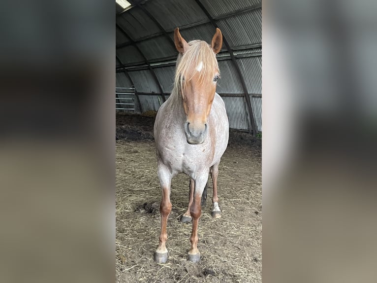 Mangalarga Giumenta 9 Anni 149 cm Roano rosso in Skærbæk