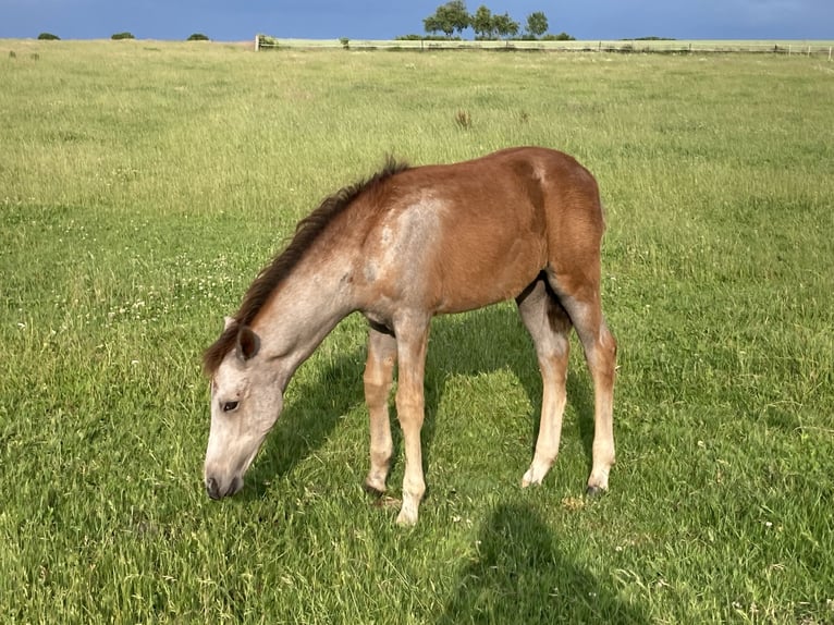 Mangalarga Giumenta Puledri (03/2025) 153 cm Grigio rossastro in Neuenkirchen