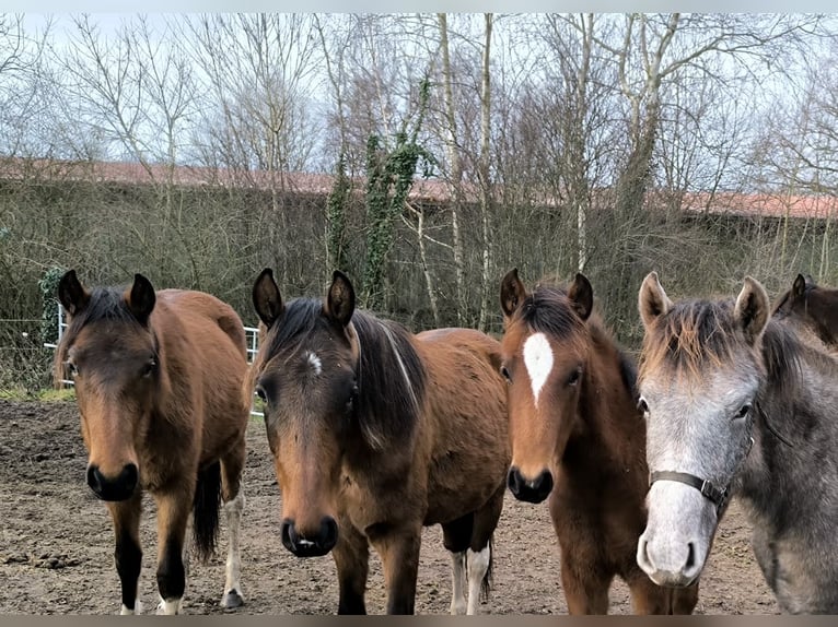 Mangalarga Giumenta Puledri (03/2025) 153 cm Grigio rossastro in Neuenkirchen