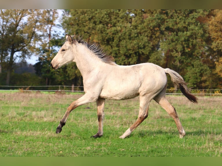 Mangalarga Giumenta Puledri (04/2025) 153 cm Pelle di daino in Neuenkirchen