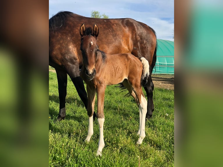 Mangalarga Marchador Caballo castrado 1 año 152 cm Pío in Neuenkirchen