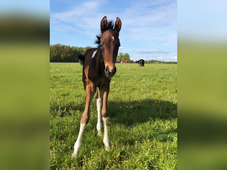 Mangalarga Marchador Caballo castrado 1 año 152 cm Pío in Neuenkirchen