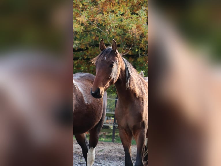 Mangalarga Marchador Caballo castrado 1 año 152 cm Pío in Neuenkirchen