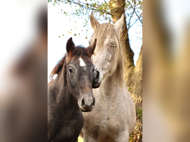Mangalarga Marchador Caballo castrado 1 año 155 cm Tordillo negro in Neuenkirchen