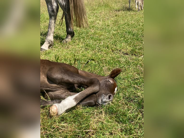 Mangalarga Marchador Caballo castrado 1 año 155 cm Tordillo negro in Neuenkirchen