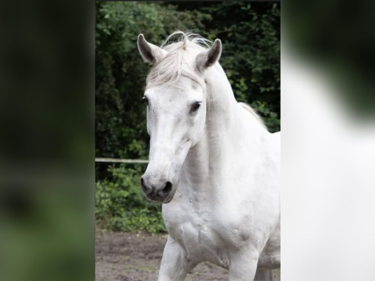 Mangalarga Marchador Caballo castrado 21 años 157 cm Tordo in Fredenbeck