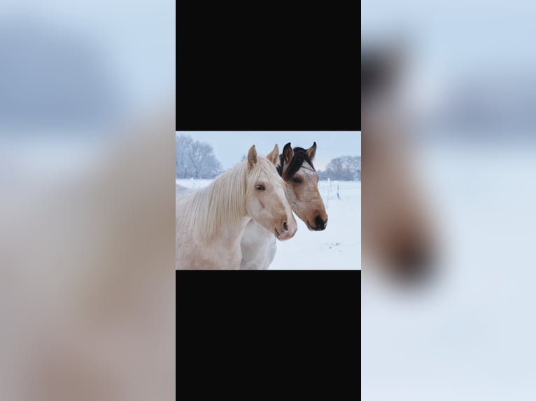 Mangalarga Marchador Caballo castrado 2 años 152 cm Palomino in Welle