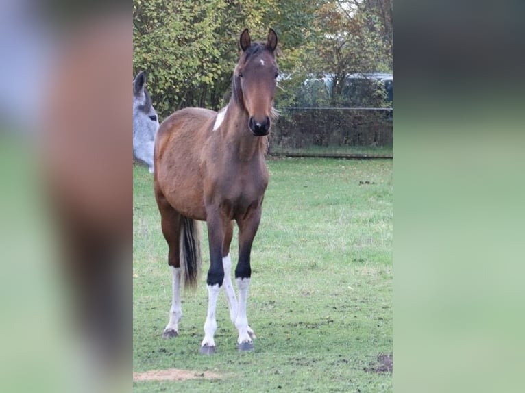 Mangalarga Marchador Caballo castrado 2 años 152 cm Pío in Neuenkirchen