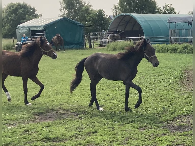Mangalarga Marchador Caballo castrado 2 años 155 cm Tordillo negro in Neuenkirchen