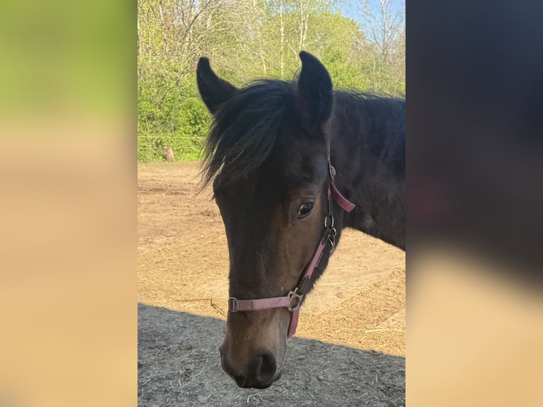 Mangalarga Marchador Caballo castrado 2 años 155 cm Tordillo negro in Neuenkirchen