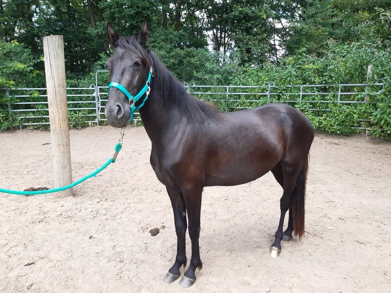 Mangalarga Marchador Mestizo Caballo castrado 3 años Negro in Morsbach