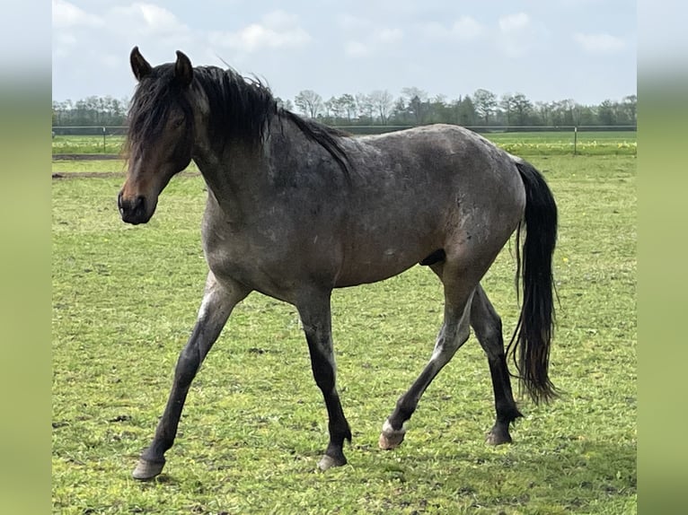 Mangalarga Marchador Caballo castrado 4 años 156 cm Ruano azulado in Skærbæk