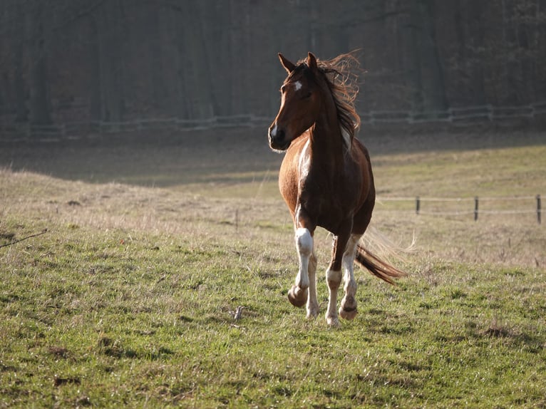 Mangalarga Marchador Caballo castrado 5 años 160 cm Tobiano-todas las-capas in Bad Hersfeld