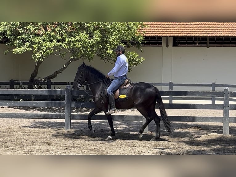 Mangalarga Marchador Caballo castrado 6 años 152 cm Negro in Mörlenbach