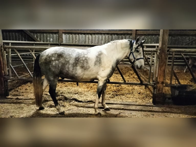Mangalarga Marchador Caballo castrado 6 años 160 cm Tordo in Aurich