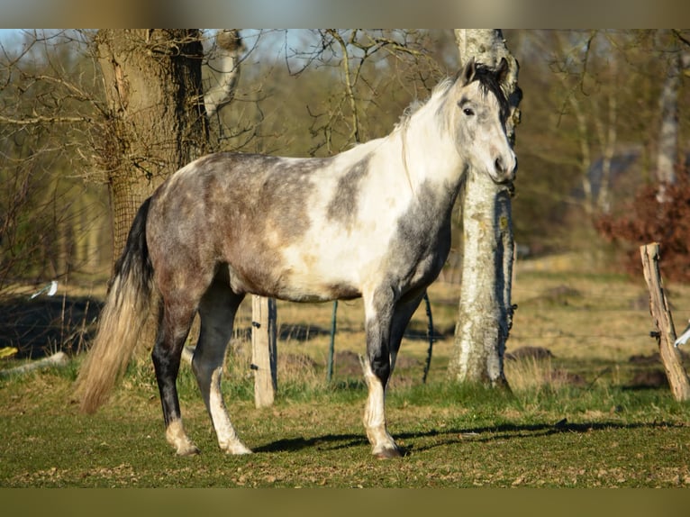 Mangalarga Marchador Caballo castrado 6 años 160 cm Tordo in Aurich