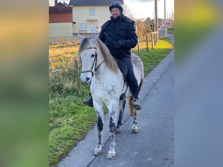 Mangalarga Marchador Caballo castrado 8 años 154 cm Tordo rodado in Königswinter