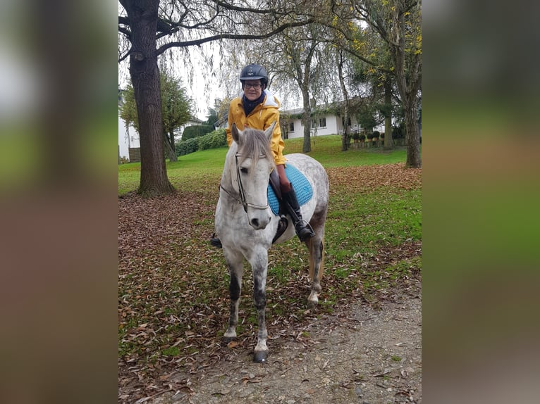 Mangalarga Marchador Caballo castrado 8 años 154 cm Tordo rodado in Königswinter