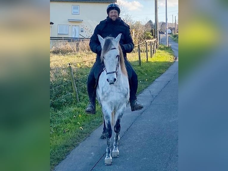 Mangalarga Marchador Caballo castrado 8 años 154 cm Tordo rodado in Königswinter