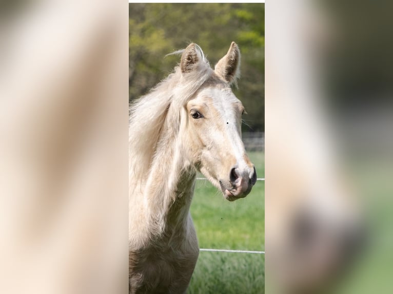 Mangalarga Marchador Étalon 1 Année 152 cm Palomino in Welle