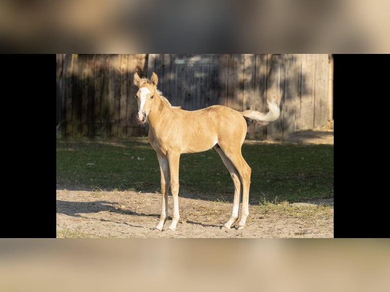 Mangalarga Marchador Étalon 1 Année 152 cm Palomino in Welle