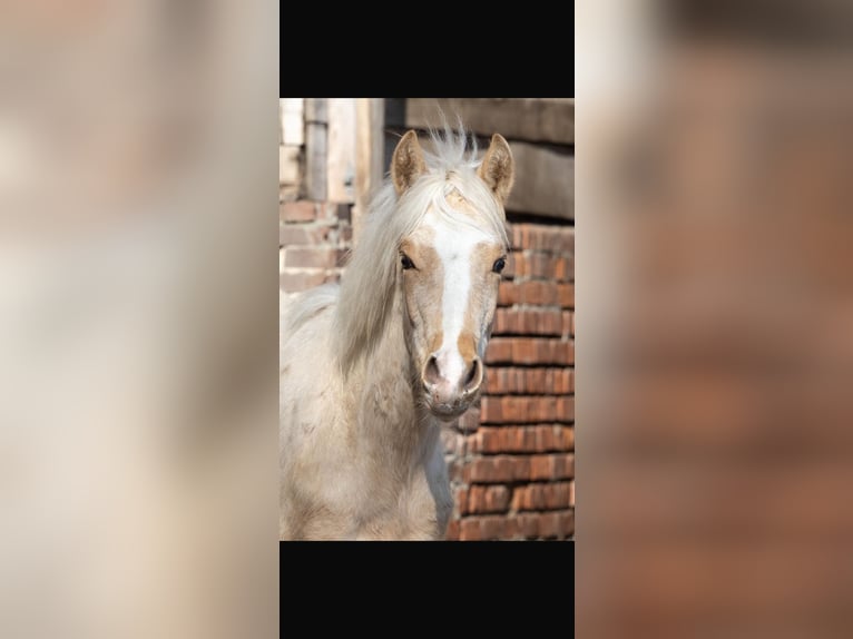 Mangalarga Marchador Étalon 1 Année 152 cm Palomino in Welle