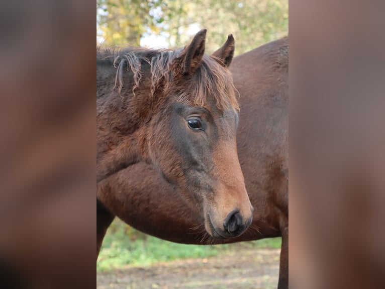 Mangalarga Marchador Étalon 1 Année 153 cm Bai brun in Neuenkirchen