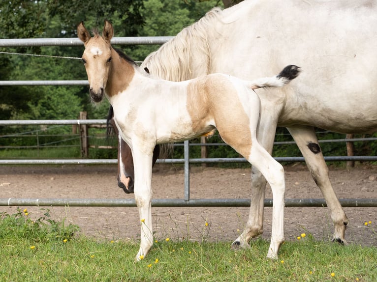 Mangalarga Marchador Étalon 1 Année Pinto in Welle