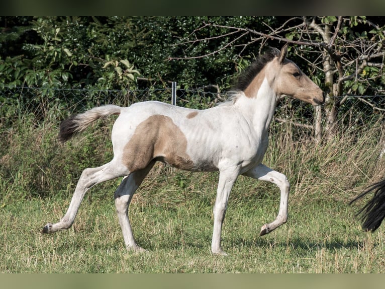 Mangalarga Marchador Étalon 1 Année Pinto in Welle