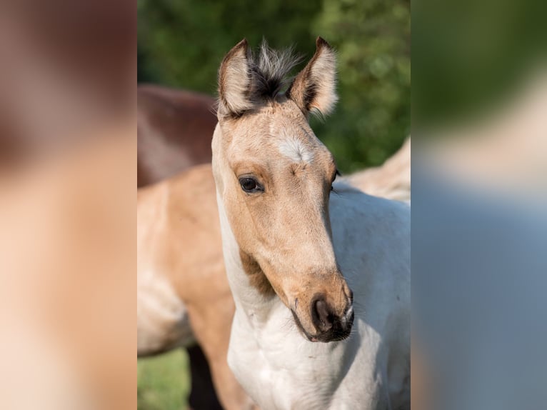 Mangalarga Marchador Étalon 1 Année Pinto in Welle